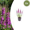 Blutweiderich – Lythrum salicaria – 6 Stück
