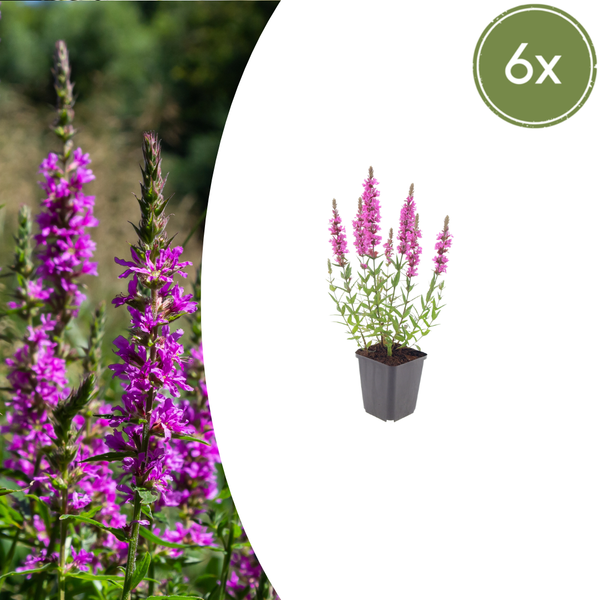Blutweiderich – Lythrum salicaria – 6 Stück