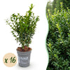 Buchsbaum – Buxus sempervirens
