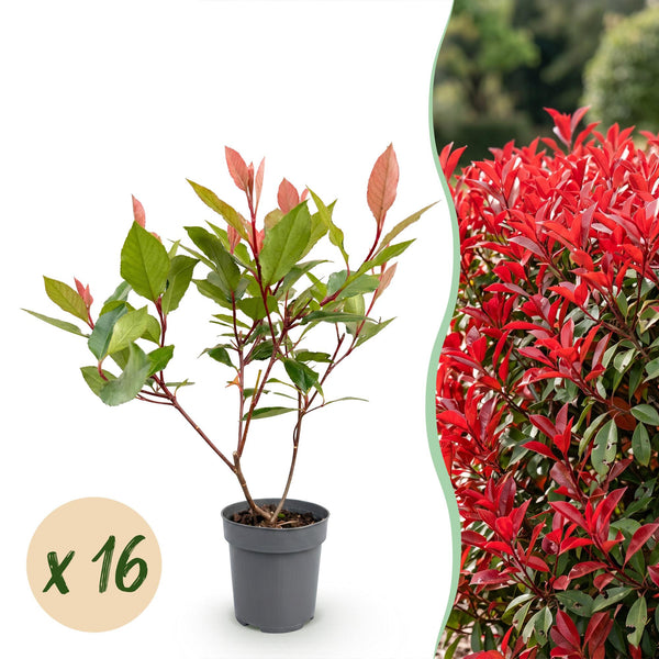 Glanzmispel ‚Little Red Robin' – Photinia × fraseri – 16 Stück