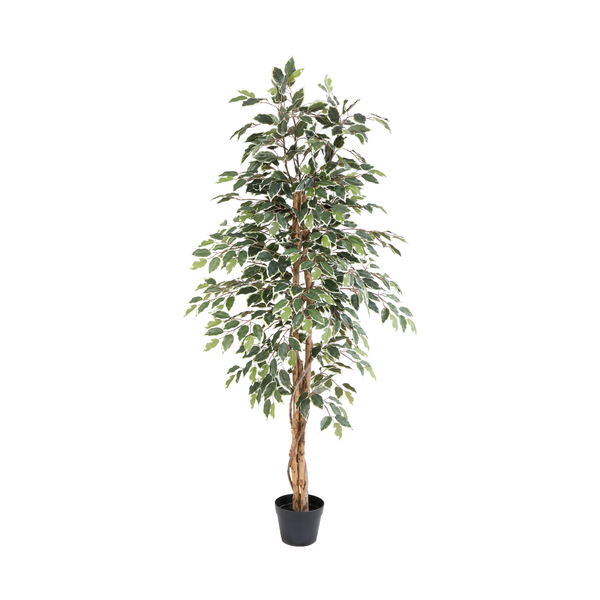 Kunstpflanze Birkenfeige panaschiert (Ficus benjamina Variegata) – 160 cm