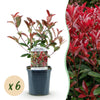 Glanzmispel ‚Carre Rouge' – Photinia × fraseri