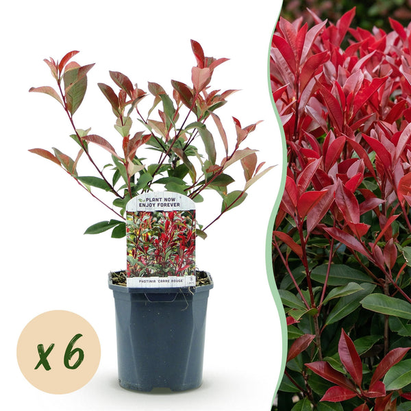 Glanzmispel ‚Carre Rouge' – Photinia × fraseri