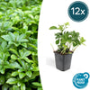 Dickmännchen ‚Green Carpet' – Pachysandra terminalis