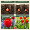 Triumph-Tulpe – Tulipa – Ansicht 4
