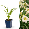 Taglilie ‚Arctic Snow' – Hemerocallis