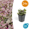 Kriechender Günsel ‚Burgundy Glow' – Ajuga reptans