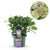 Bauernhortensie ‚Magical Jewel Blue' – Hydrangea macrophylla – 1 Stück