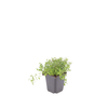 Sand-Thymian – Thymus serpyllum – Ansicht 3