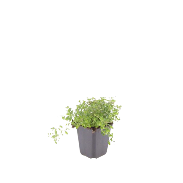 Sand-Thymian – Thymus serpyllum – Ansicht 3