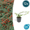 Kriechmispel ‚Major' – Cotoneaster dammeri