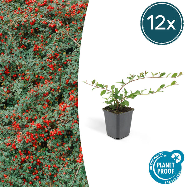 Kriechmispel ‚Major' – Cotoneaster dammeri