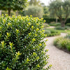 Japanische Stechpalme ‚Covenxa' – Ilex crenata – Ansicht 5