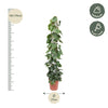 Baumfreund – Philodendron scandens am Rankgitter – Ansicht 2