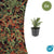 Fächer-Zwergmispel – Cotoneaster horizontalis – 6 Stück
