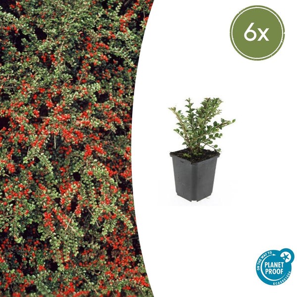 Fächer-Zwergmispel – Cotoneaster horizontalis – 6 Stück