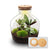 Flaschengarten-Set „Fat Joe" – DIY-Terrarium mit Licht