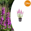 Blutweiderich – Lythrum salicaria