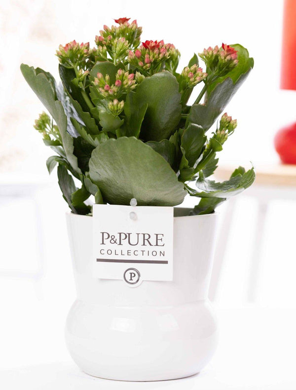 Flammendes Käthchen – Kalanchoe blossfeldiana