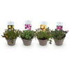 Mittagsblume ‚Jewel of Desert' – Delosperma – Ansicht 2