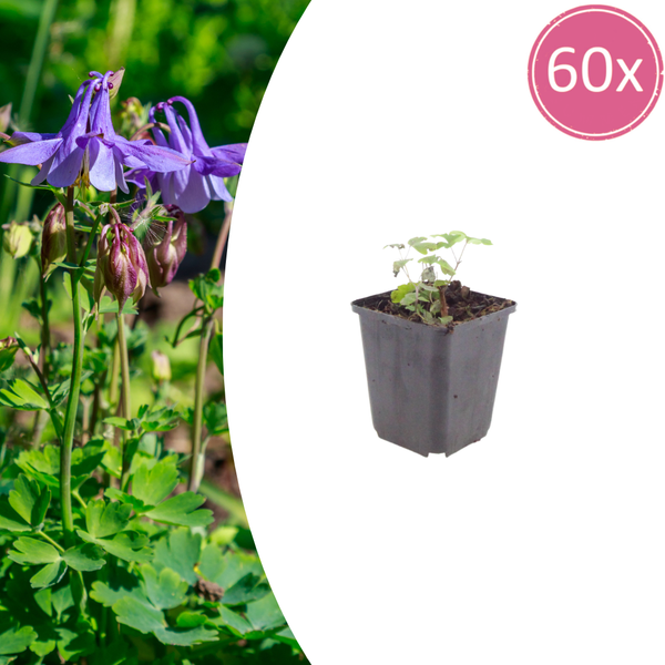 Akelei – Aquilegia vulgaris
