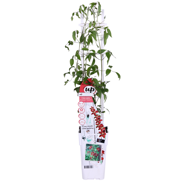 Waldrebe ‚Nubia' – Clematis – Ansicht 2