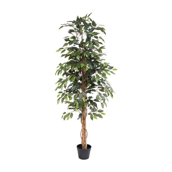 Kunstpflanze Birkenfeige (Ficus benjamina)
