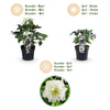 Lenzrose ‚Double Ellen White' – Helleborus orientalis – Ansicht 9
