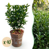 Spindelstrauch ‚Green Spire' – Euonymus japonicus