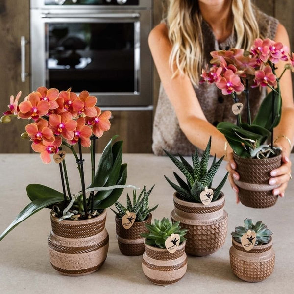 Echeveria ‚Miranda' – Ansicht 9