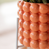 Pflanzen-Set „Poppy Orange" – Phalaenopsis ‚Jamaica' und Sukkulente – Ansicht 3