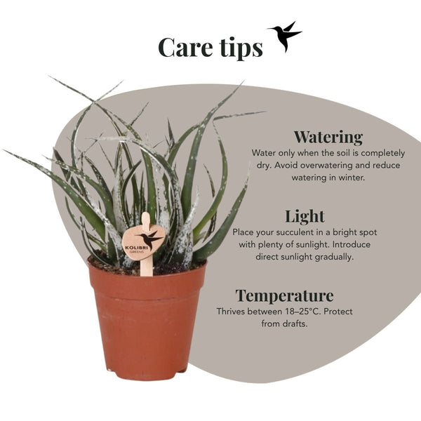 Aloe ‚Maidu' – Ansicht 5