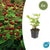 Johanniskraut ‚Beauty' – Hypericum × inodorum – 6 Stück