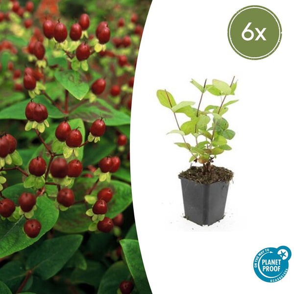 Johanniskraut ‚Beauty' – Hypericum × inodorum – 6 Stück