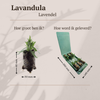 Lavendel ‚Hidcote' – Lavandula angustifolia – Ansicht 4