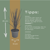 Rutenhirse ‚Northwind' – Panicum virgatum – Ansicht 5