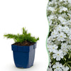 Polster-Phlox ‚Maischnee' – Phlox subulata – 1 Stück