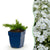 Polster-Phlox ‚Maischnee' – Phlox subulata – 1 Stück