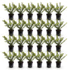 Japanische Stechpalme ‚Convexa' – Ilex crenata – Ansicht 2
