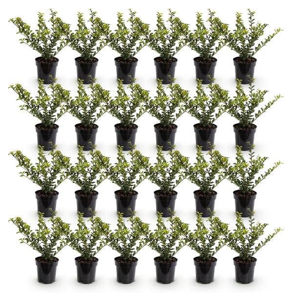Japanische Stechpalme ‚Convexa' – Ilex crenata – Ansicht 2