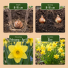 Mini-Narzisse ‚Tête-à-Tête' – Narcissus cyclamineus – Ansicht 4
