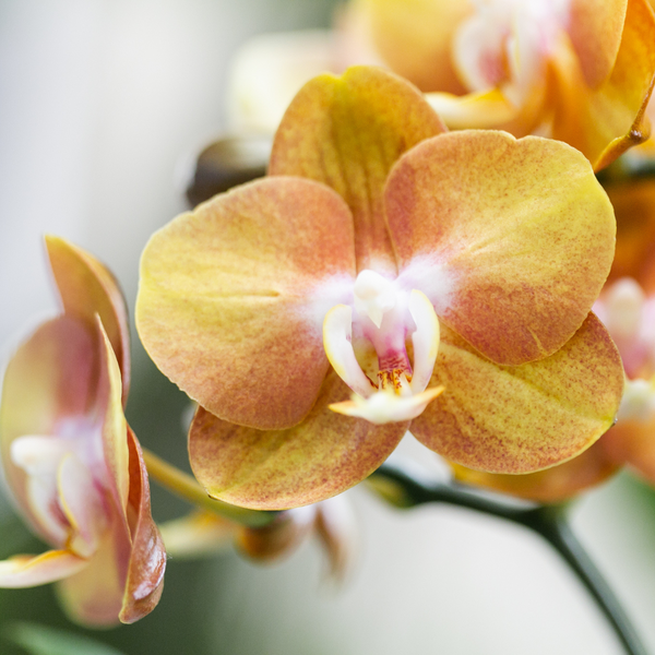 Schmetterlingsorchidee ‚Las Vegas' – Phalaenopsis – Ansicht 8