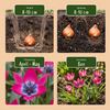 Tulpe ‚Little Beauty' – Tulipa – Ansicht 4
