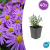 Kissenaster ‚Professor Anton Kippenberg' – Aster dumosus