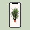 Steckenpalme – Rhapis excelsa – Ansicht 4