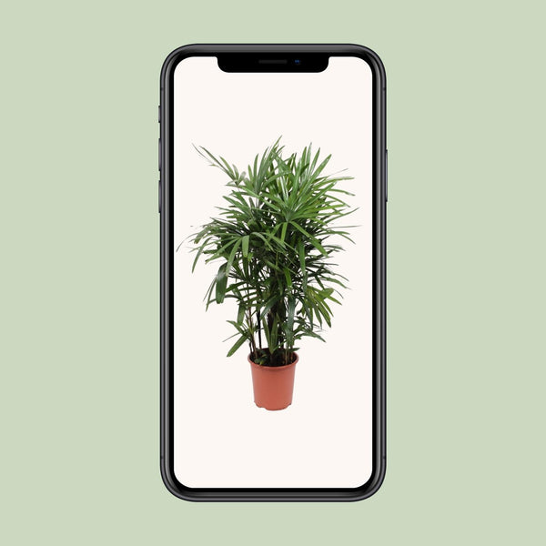Steckenpalme – Rhapis excelsa – Ansicht 4