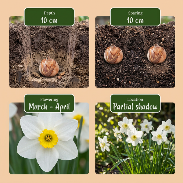Blumenzwiebel-Set „Wet Garden" – Zwiebeln für feuchte Standorte – Ansicht 4