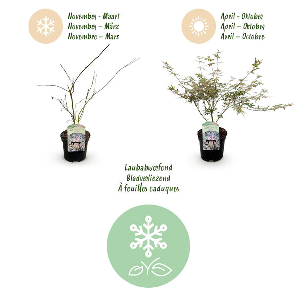 Japanischer Ahorn ‚Iyoshi' – Acer palmatum – Ansicht 4