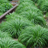 Japan-Segge ‚Intense Green' – Carex oshimensis – Ansicht 5