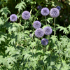 Kugeldistel – Echinops ritro – Ansicht 7